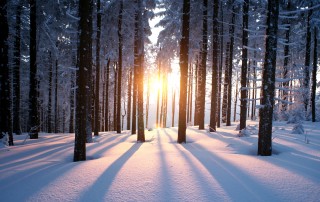 Sunset in the wood in winter period